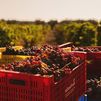 Adelanto histórico de la vendimia por el calor: España, Francia e Italia ya recogen la uva