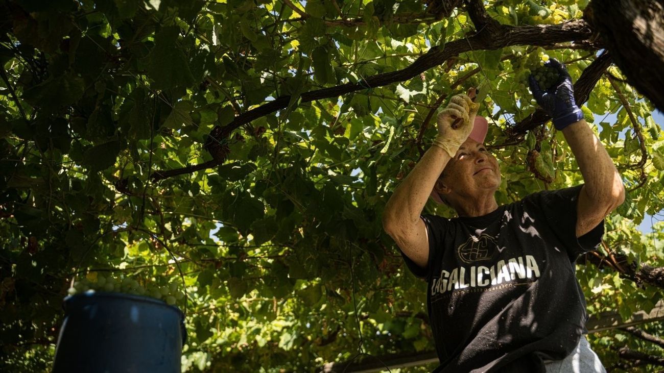 La vendimia afronta una campaña complicada por la falta de mano de obra