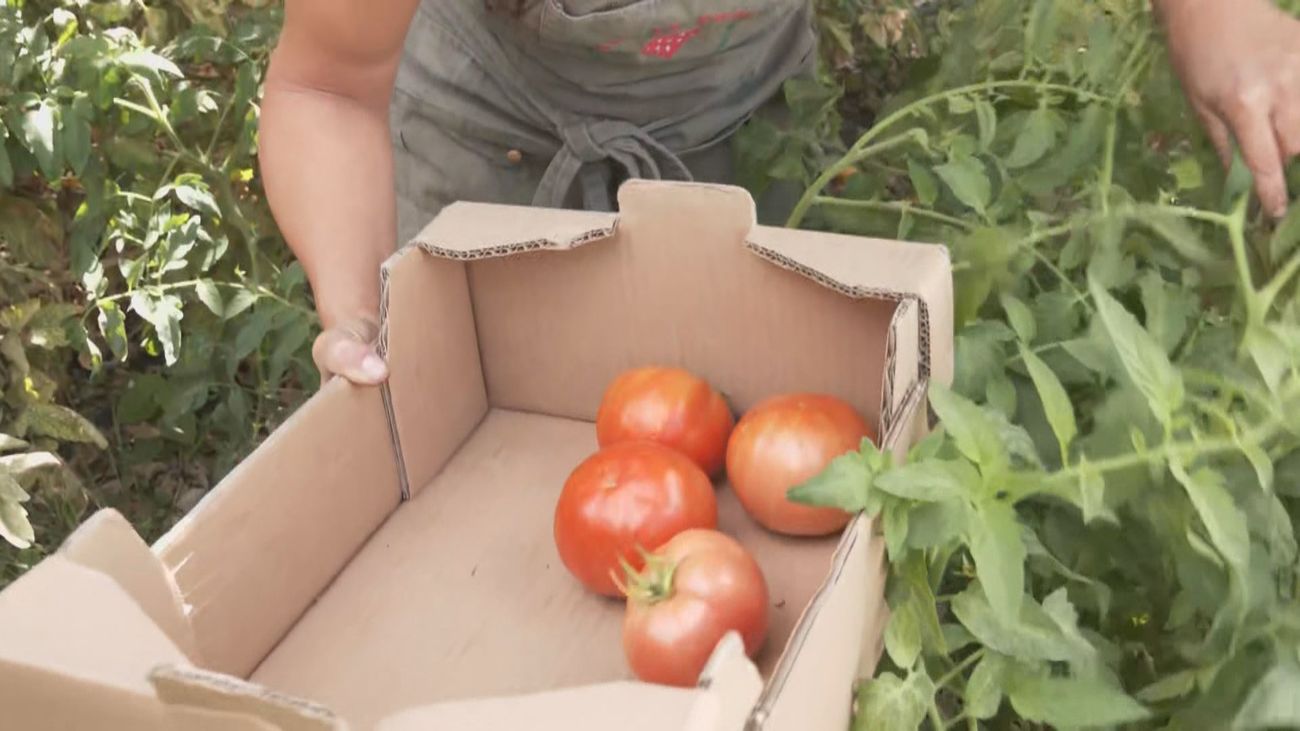 Colmenar Viejo busca sus mejores tomates en su tradicional concurso de hortelanos