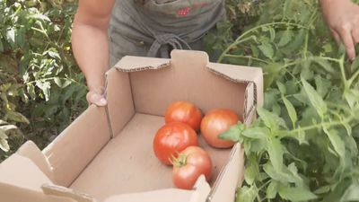 Colmenar Viejo busca sus mejores tomates en su tradicional concurso de hortelanos