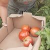 Colmenar Viejo busca sus mejores tomates en su tradicional concurso de hortelanos