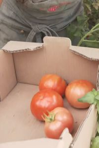 Colmenar Viejo busca sus mejores tomates en su tradicional concurso de hortelanos
