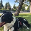 Se busca a Menta, una perra de raza Border Collie perdida en Navacerrada