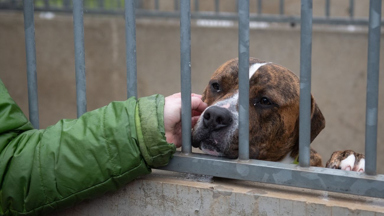 Una persona acaricia un perro en un centro de protección animal de Madrid