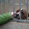 Pozuelo de Alarcón destina 2,6 millones al futuro centro de bienestar animal
