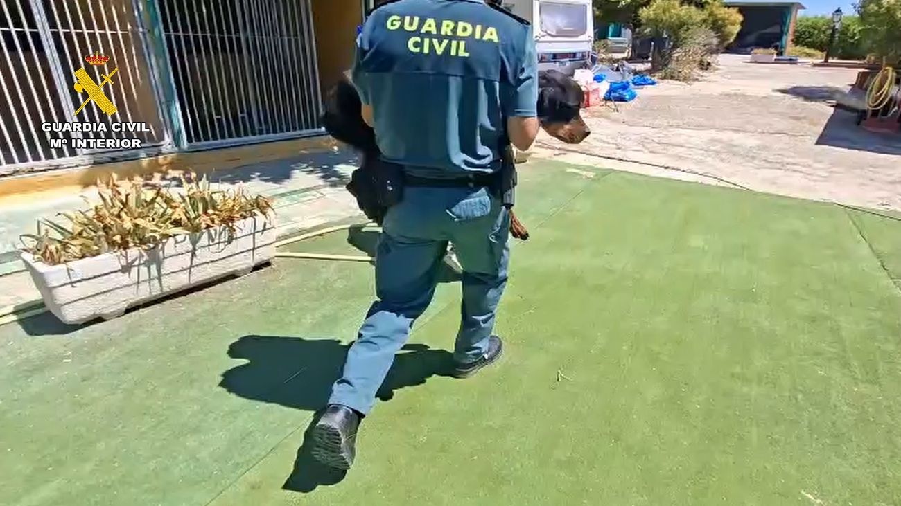 Un agente de la Guardia Civil llevando en brazos a uno de los perros rescatados
