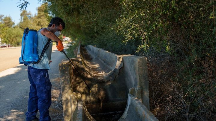 Muere un segundo paciente infectado con el virus del Nilo en Sevilla
