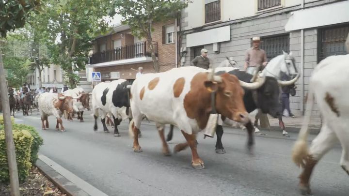 Colmenar Viejo abre sus fiestas al paso de los bueyes