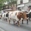 Colmenar Viejo abre sus fiestas al paso de los bueyes