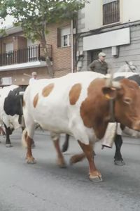 Colmenar Viejo abre sus fiestas al paso de los bueyes
