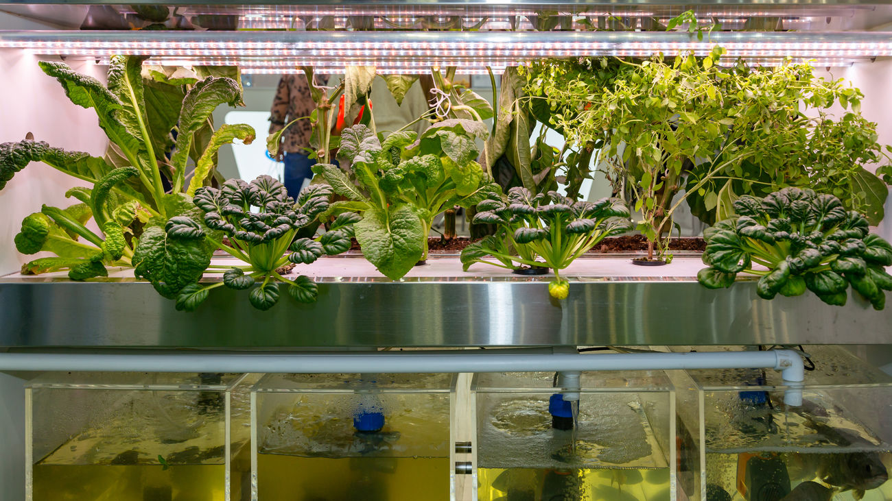 El Pez Jardinero revoluciona el autocultivo urbano con su sistema modular de acuaponía