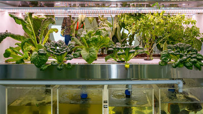 El Pez Jardinero revoluciona el autocultivo urbano con su sistema modular de acuaponía