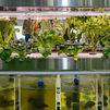 El Pez Jardinero revoluciona el autocultivo urbano con su sistema modular de acuaponía