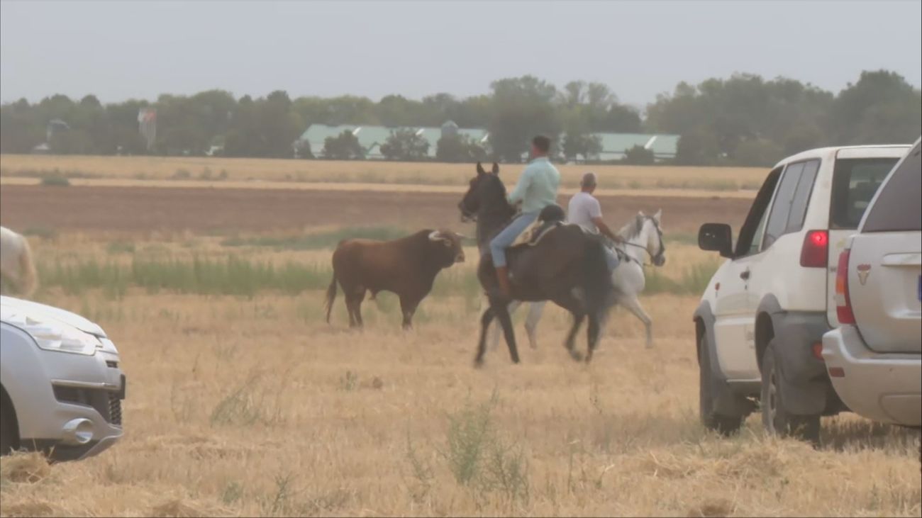 Camarma de Esteruelas recupera su tradicional encierro campero por segundo año consecutivo