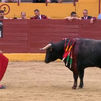 Oreja para Nacho Torrejón en Navacerrada