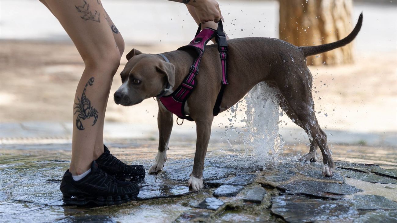 Un perro se refresca en una fuente en Madrid