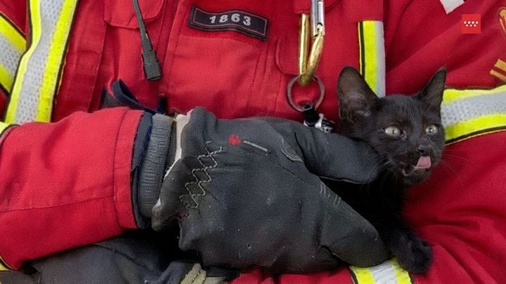 Rescatan a un gato atrapado en la rueda de un coche en San Lorenzo de El Escorial