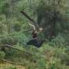 Teatros del Canal estrena "Guacamayo", un tablao flamenco dentro de un bosque amazónico
