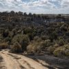 Los montes públicos recibirán 2,8 millones para su recuperación tras el incendio de la Sierra Oeste