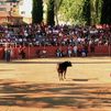 El Toro de las Peñas entra en la plaza de Pozuelo entre la multitud: así se ha vivido el tradicional encierro