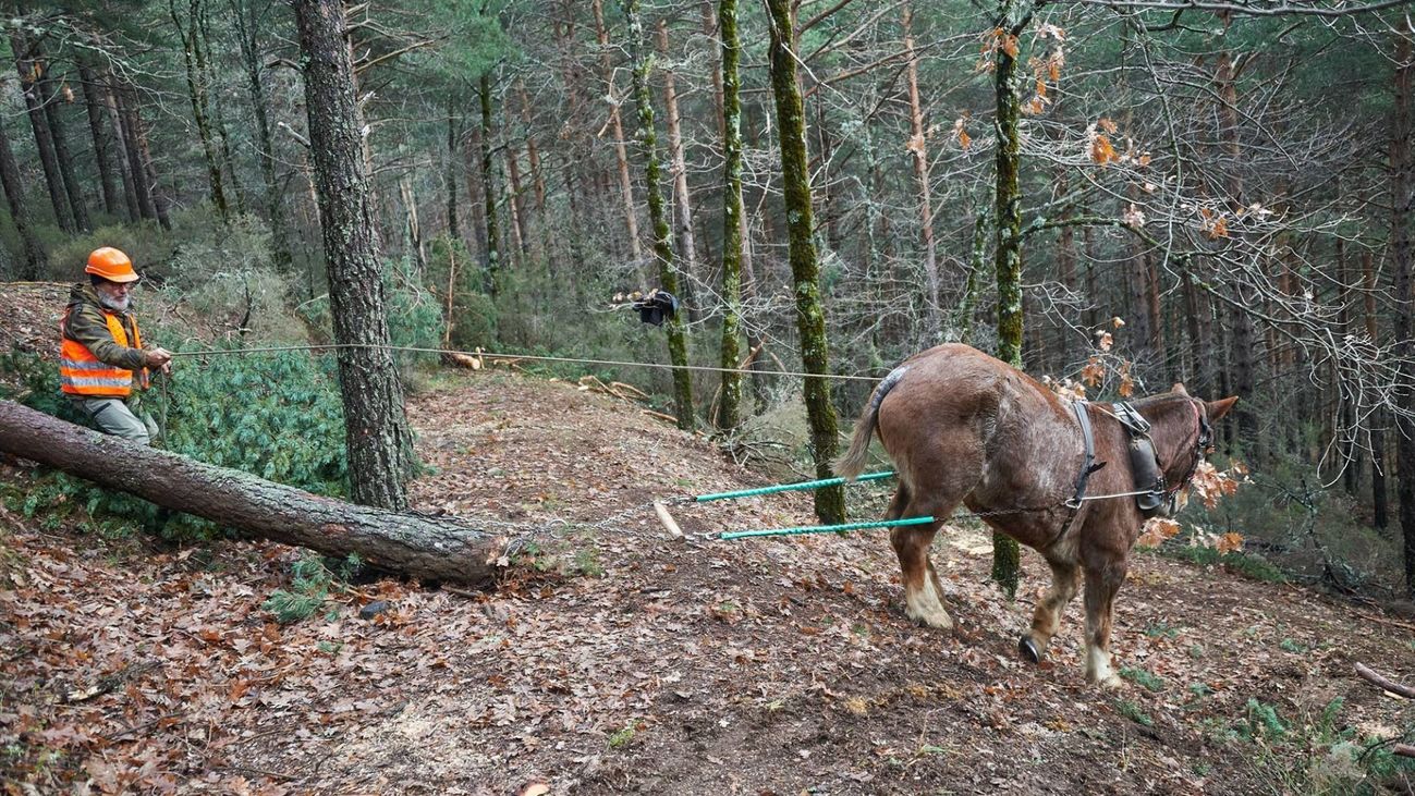 Trabajos de gestión forestal