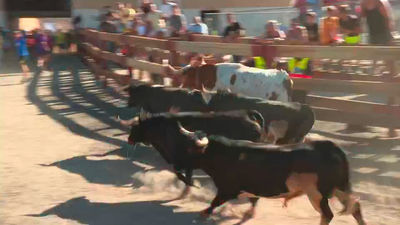 Encierros, desayuno popular, misa rociera, y pancetada en las fiestas de Móstoles