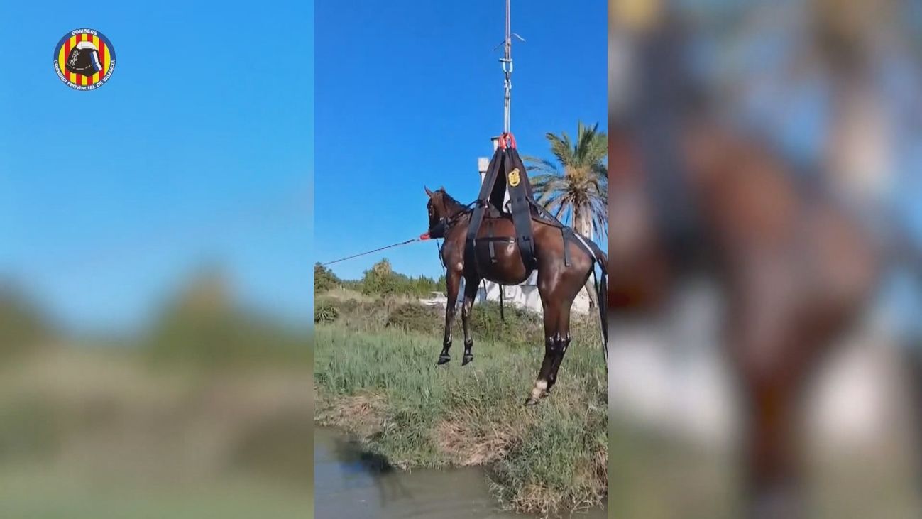 Espectacular rescate en helicóptero de un caballo atrapado en un estanque en Cullera