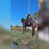Espectacular rescate en helicóptero de un caballo atrapado en un estanque en Cullera