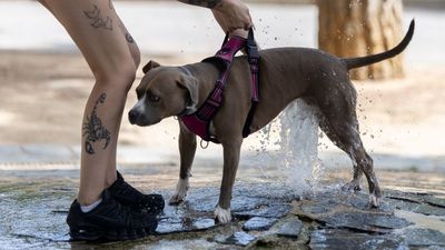 Aviso amarillo por temperaturas de hasta 36º en la Comunidad para este martes