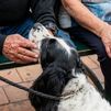 Galapagar da la bienvenida a su primera patrulla canina, Neo y Shazam