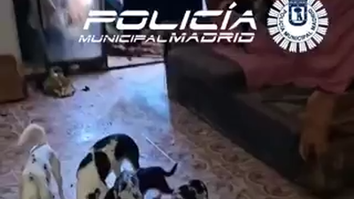 La Policía Municipal rescata 48 chihuahuas y 8 gatos mestizos en Moratalaz