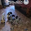 La Policía Municipal rescata 48 chihuahuas y 8 gatos mestizos en Moratalaz
