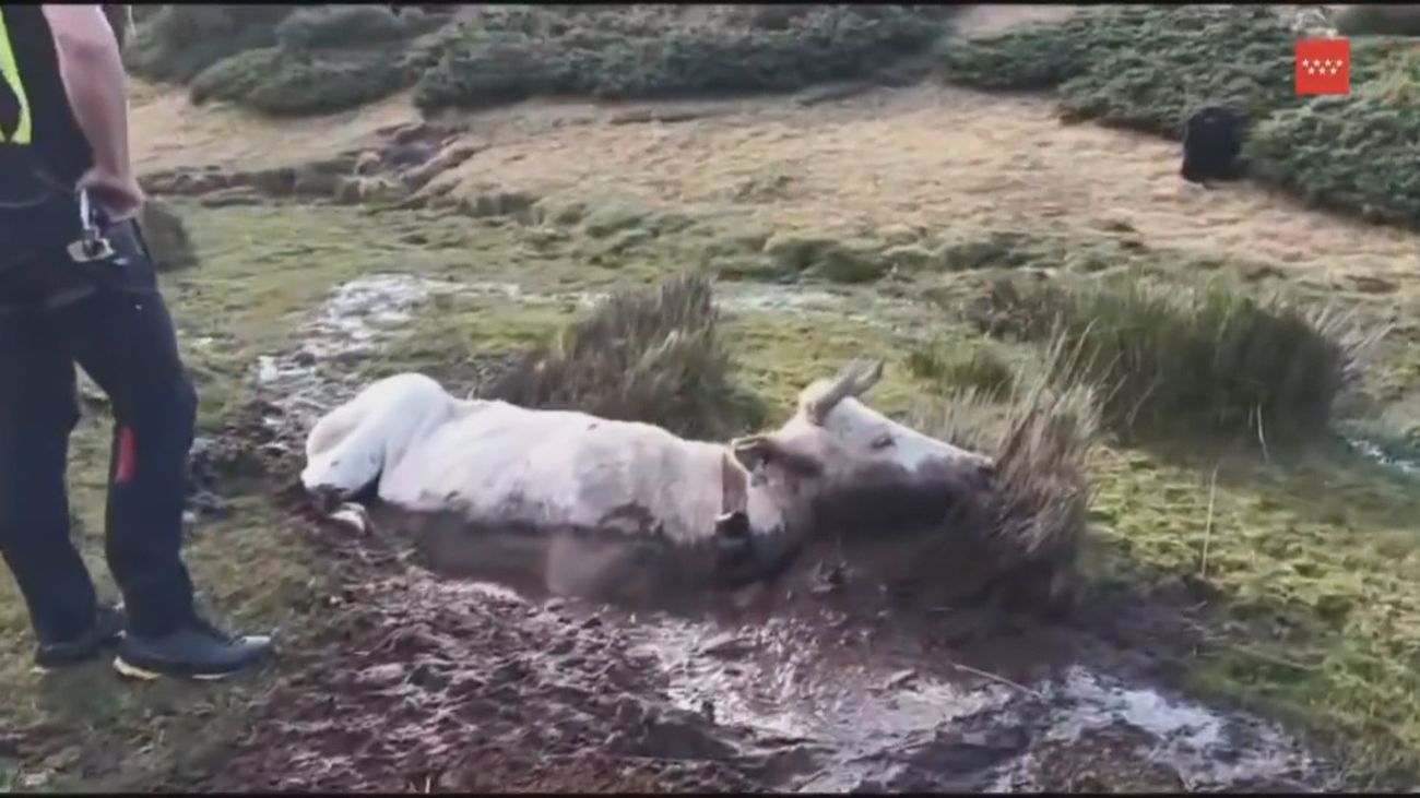 Rescatan con un helicóptero a una vaca atrapada en una zona encharcada de Rascafría