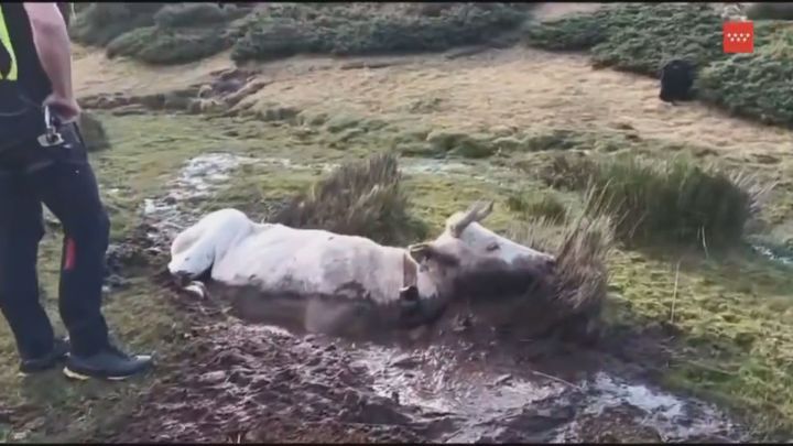 Rescatan con un helicóptero a una vaca atrapada en una zona encharcada de Rascafría