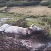 Rescatan con un helicóptero a una vaca atrapada en una zona encharcada de Rascafría