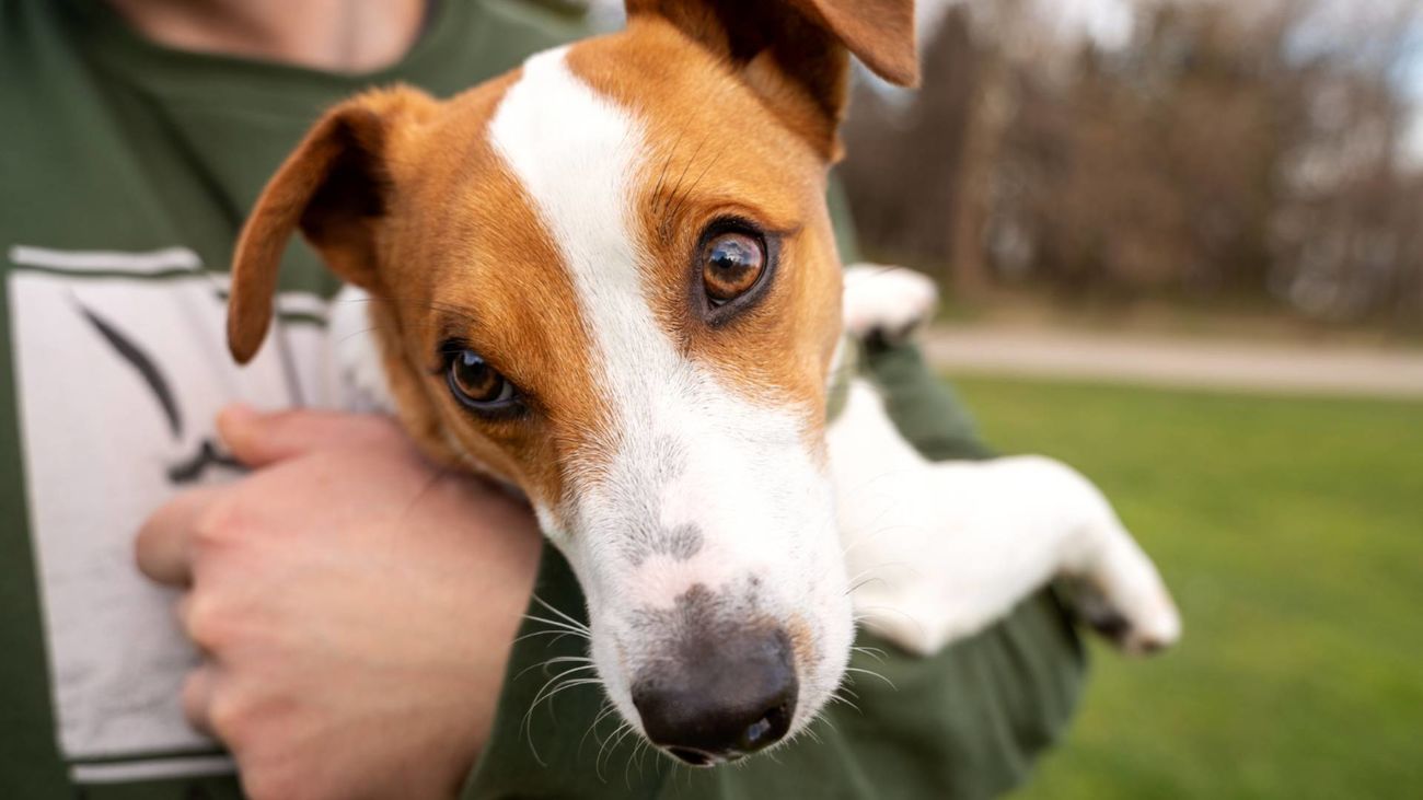 Un perro en brazos de su dueño en el parque