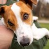El nuevo 'DNI Canino' para perros sin raza definida ya es una realidad: así funciona el Registro Canino Abierto