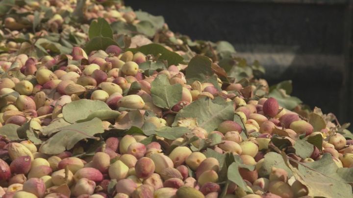 El pistacho, el nuevo oro verde de la Comunidad de Madrid