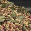 El pistacho, el nuevo oro verde de la Comunidad de Madrid