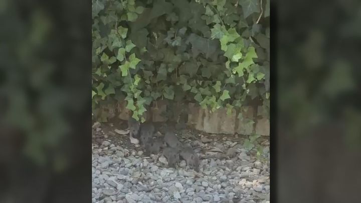 Una plaga de ratas en Ciudad Lineal obliga a cerrar dos parques infantiles