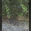 Una plaga de ratas en Ciudad Lineal obliga a cerrar dos parques infantiles