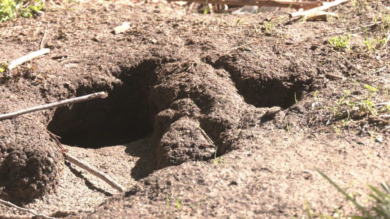 Centenares de ratas invaden las calles de Lucero y llegan hasta las viviendas