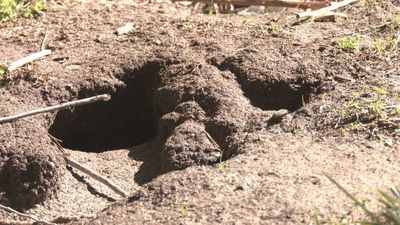 Centenares de ratas invaden las calles de Lucero y llegan hasta las viviendas