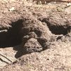 Centenares de ratas invaden las calles de Lucero y llegan hasta las viviendas
