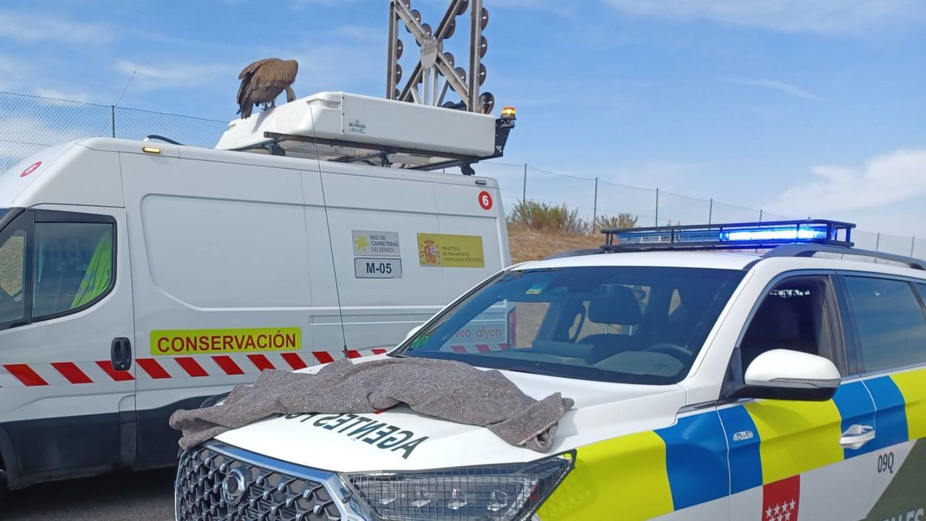 Rescate de un buitre leonado en la A-5, en Móstoles