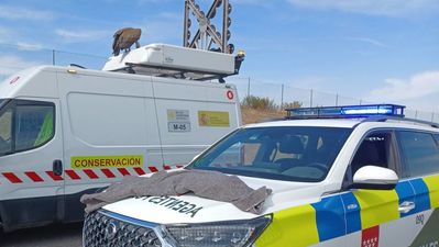 Rescatan un buitre leonado tras posarse en una señal de tráfico en la A-5 en Móstoles