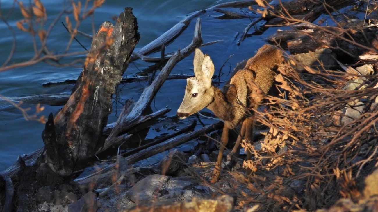 Corzo rescatado en el embalse de Picadas