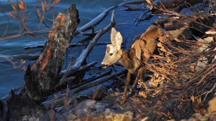 Rescatan a un corzo en estado de extrema delgadez en la zona afectada por el incendio de Sierra Oeste