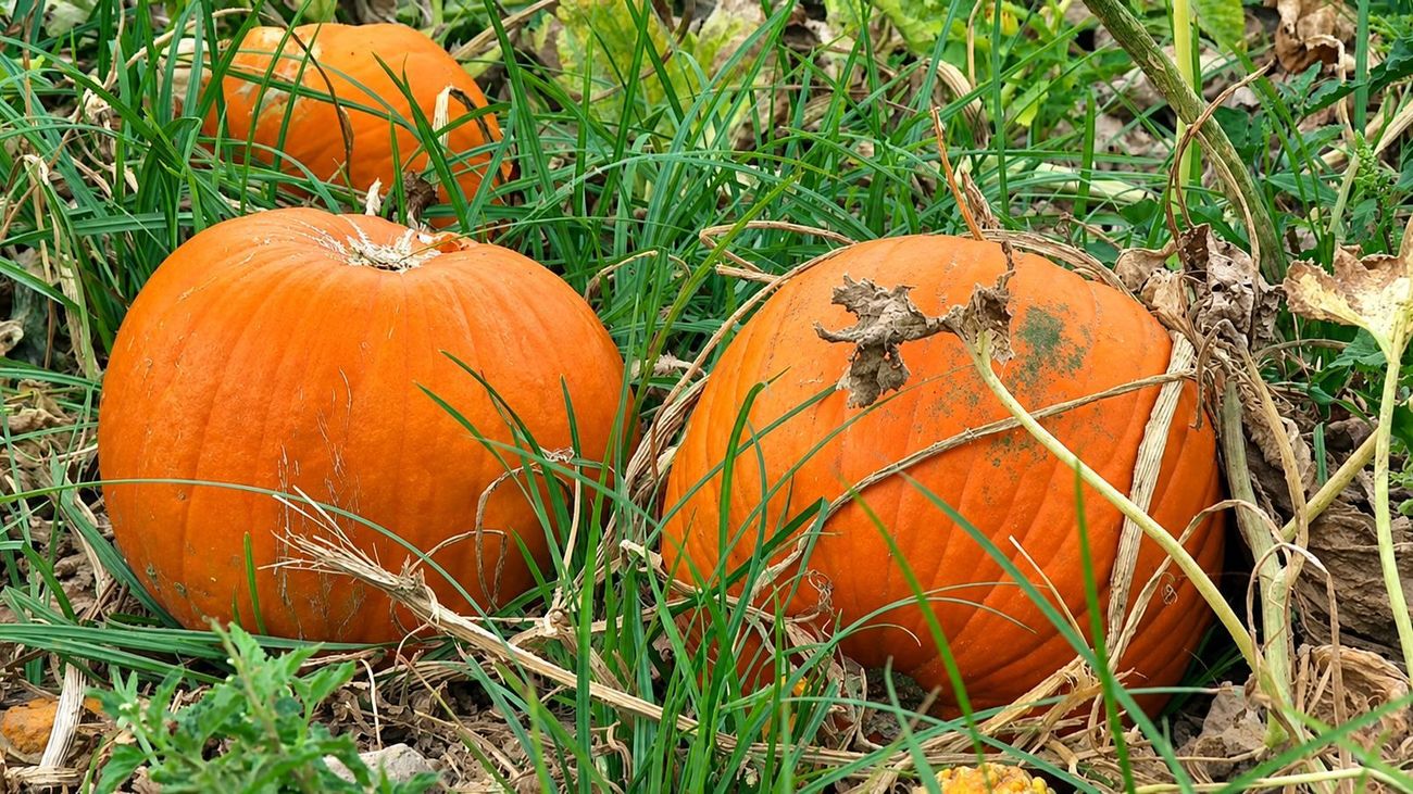 La 'potimarrón', la 'Peter Pan', la 'butternut'... y, por supuesto, la de Halloween: es temporada de calabazas