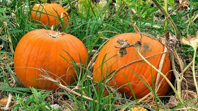 La 'potimarrón', la 'Peter Pan', la 'butternut'... y, por supuesto, la de Halloween: es temporada de calabazas